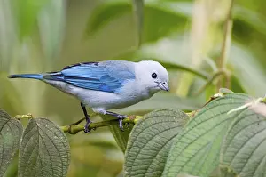 Bishop's Tanager, Bishop's Tanager