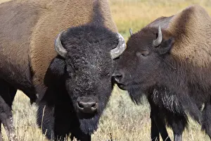 Bison, american bison (Bos bison)