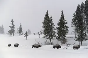 Bison (Bison bison) in winter landscape