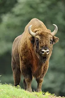 A bison on a green meadow with trees in the background