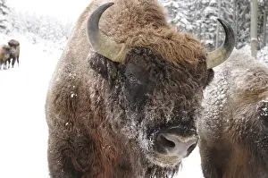 Bison in a snowy forest, fur and horns covered with snow