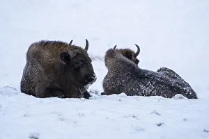 Bison in winter, with closed snow cover