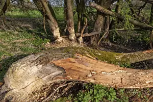 Bite marks from beavers on tree trunks that are dying and have partially fallen over