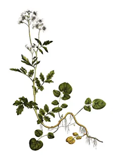 Bitter bittercress (Cardamine) amara