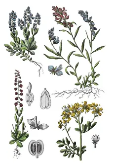 Bitter Cross-flower, Polygala amara (top left and bottom)