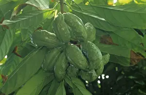 Bitter kola nut (Cola nitida)