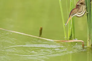 Least Bittern (Ixobrychus exilis) adult female