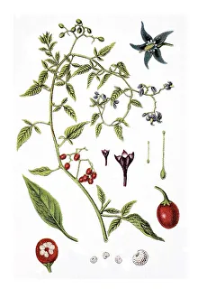 Bittersweet nightshade (Solanum dulcamara)