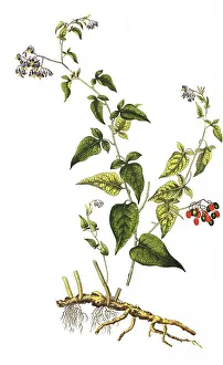 Bittersweet nightshades (Solanum dulcamara)