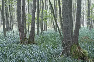Black Alders (Alnus glutinosa) in the Darss Forest