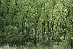 Black Alders (Alnus glutinosa) with spring foliage