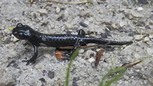 Black Alpine salamander (salamandra atra) on natural ground with focus on details