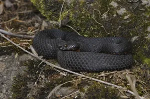 Black alpine viper (Vipera aspis atra)