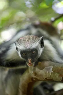 Black-and-white colobus monkey on a tree in rainforest in Zanzibar