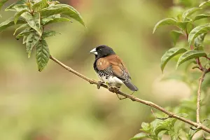 Black-and-white Mannikin (Lonchura bicolor)