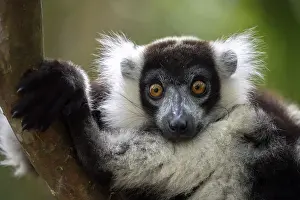Black-and-white ruffed lemur (Varecia variegata)