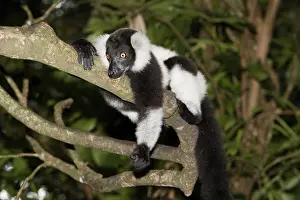 Black-and-white Ruffed Lemur (Varecia variegata)