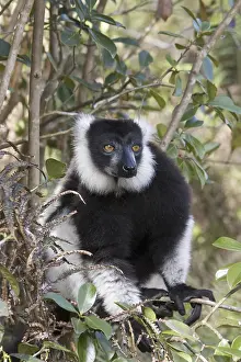 Black-and-white Ruffed Lemur (Varecia variegata)