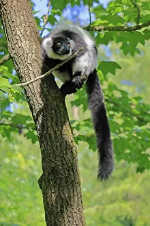 Black-and-white ruffed lemur (Varecia variegata)