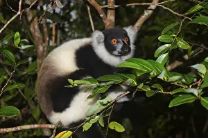 Black-and-white ruffed lemur (Varecia variegata) on tree