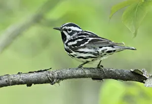 Black-and-white Warbler (Mniotilta varia)