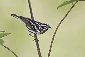 Black-and-white Warbler (Mniotilta varia)