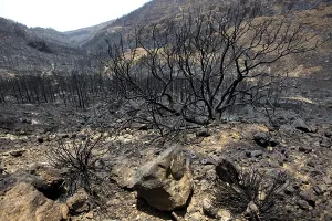Black ashes of canary pine after forest fire at Teide National park in summer 2012