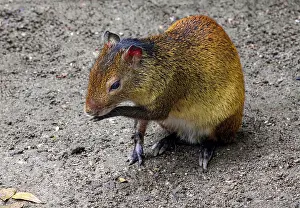 Black-backed agouti (Dasyprocta prymnolopha)
