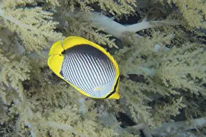 Black-backed butterflyfish (Chaetodon melannotus)