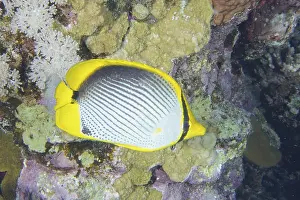 Black-backed butterflyfish (Chaetodon melannotus)