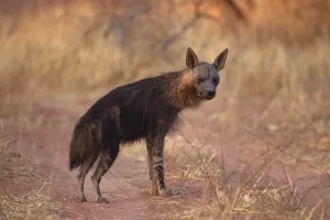 Black-backed hyena (Parahyaena brunnea or Hyaena brunnea) stands at attention in the grasslands