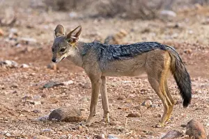 Black-backed jackal (Canis mesomelas)