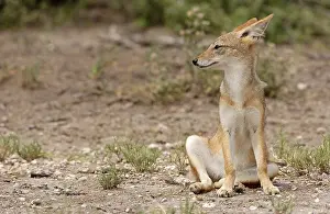 Black-backed Jackal (Canis mesomelas)