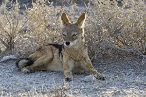 Black-backed jackal (Canis mesomelas)