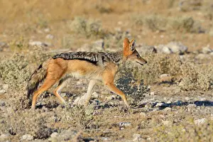 Black-backed jackal (Canis mesomelas)