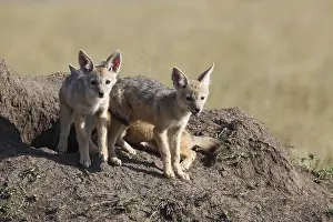 Black-backed Jackal (Canis mesomelas)