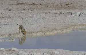 Black-backed jackal (Canis mesomelas)