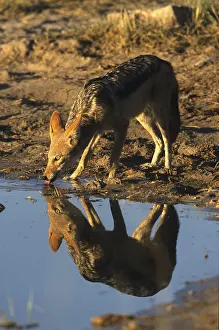 Black-backed Jackal (Canis mesomelas)