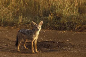 Black Backed Jackal (canis mesomelas)