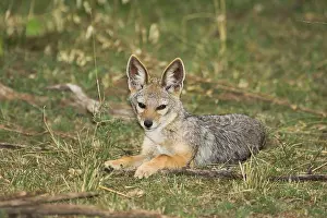 Black-backed jackal (Canis mesomelas)