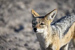 Black-backed jackal (Canis mesomelas)