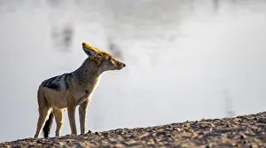 Black-backed jackal (Canis mesomelas)