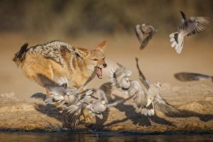 Black-backed jackal (Canis mesomelas) chasing pigeons at a waterhole