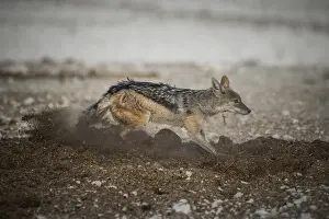 Black-backed jackal (Canis mesomelas) digging in elephant dung