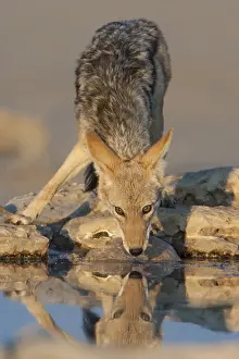 Black-backed jackal (Canis mesomelas) drinking at a waterhole