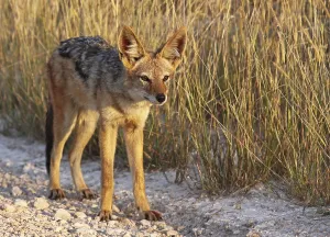 Black-backed jackal (Canis mesomelas), Namibia