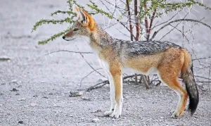Black-backed jackal (Canis mesomelas), Namibia