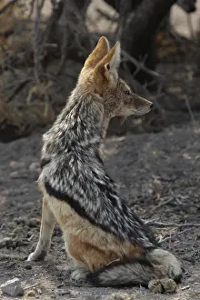 Black-backed jackal (Canis mesomelas) resting in the shade in Etosha National Park