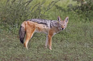 Black-backed Jackal (Canis mesomelas), S