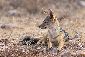 Black-backed jackal (Canis mesomelas) sitting attentively
